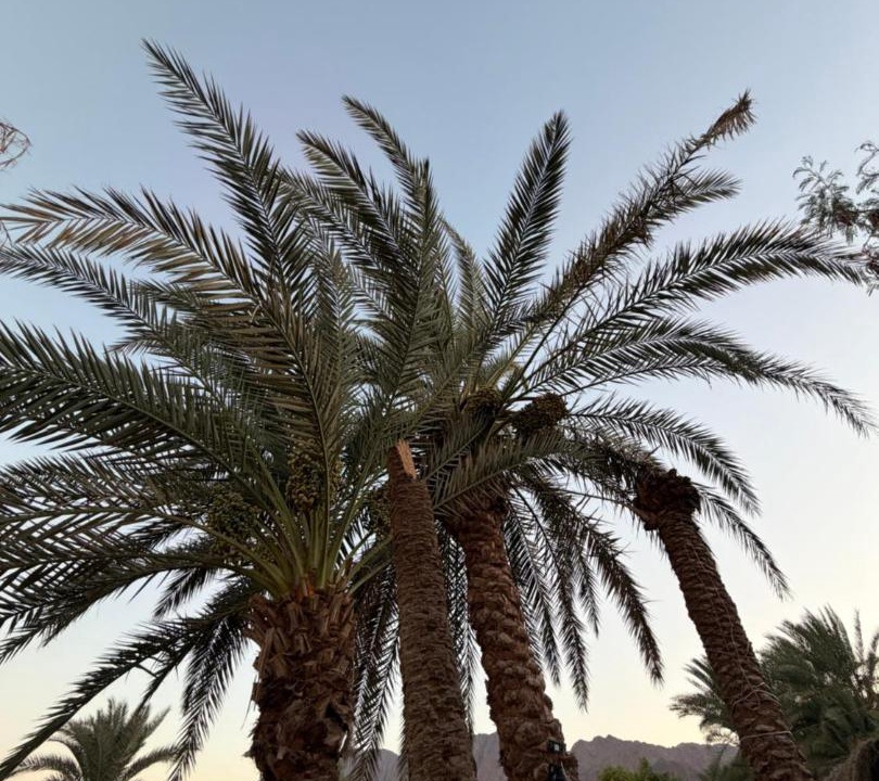 Photo of Others in Nuweiba