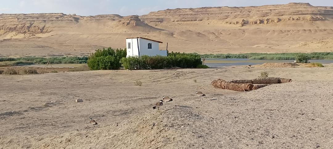Photo of Others in Al Fayoum