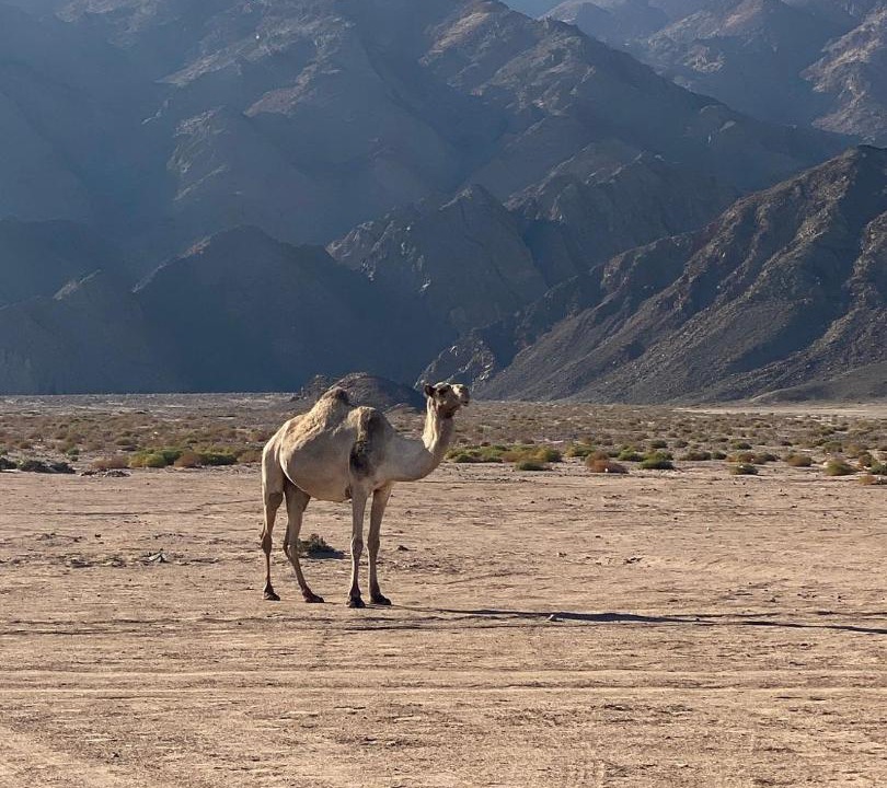 Photo of Others in Dahab