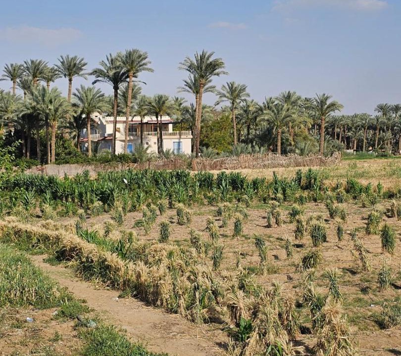 Photo of Others in Al-Badrashayn
