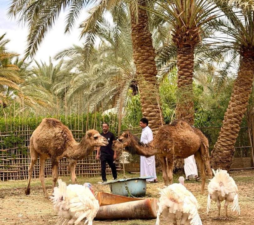 Photo of Others in Al Bawiti