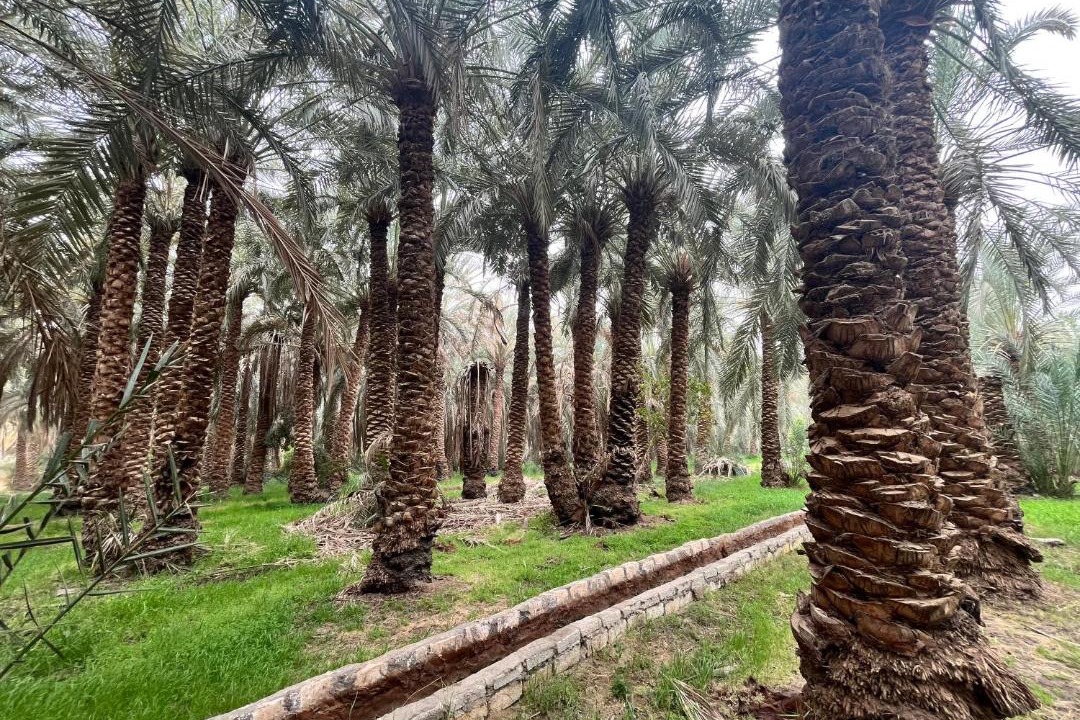 Photo of Others in Bawati