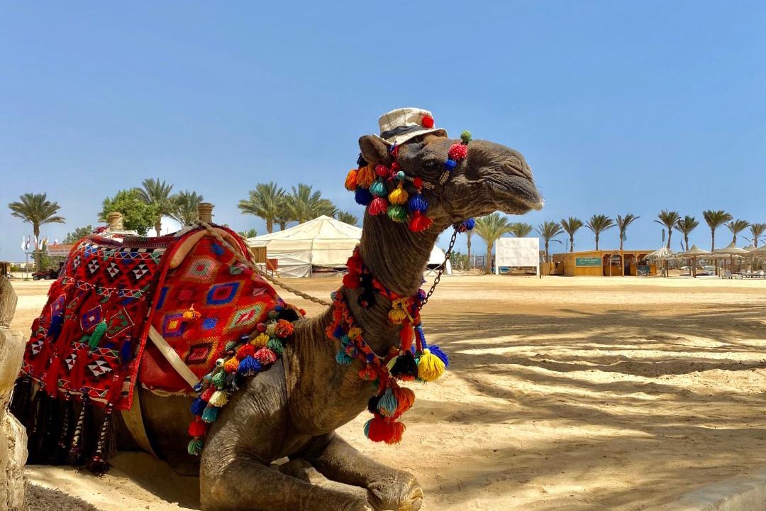 Photo of Others in Marsa Alam