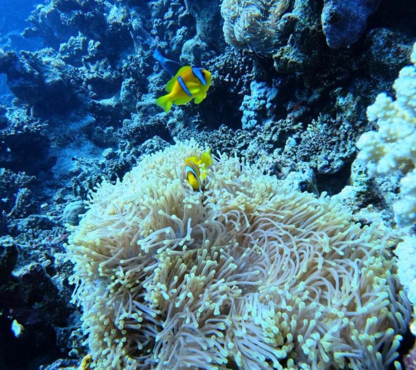 Photo of Others in Marsa Alam