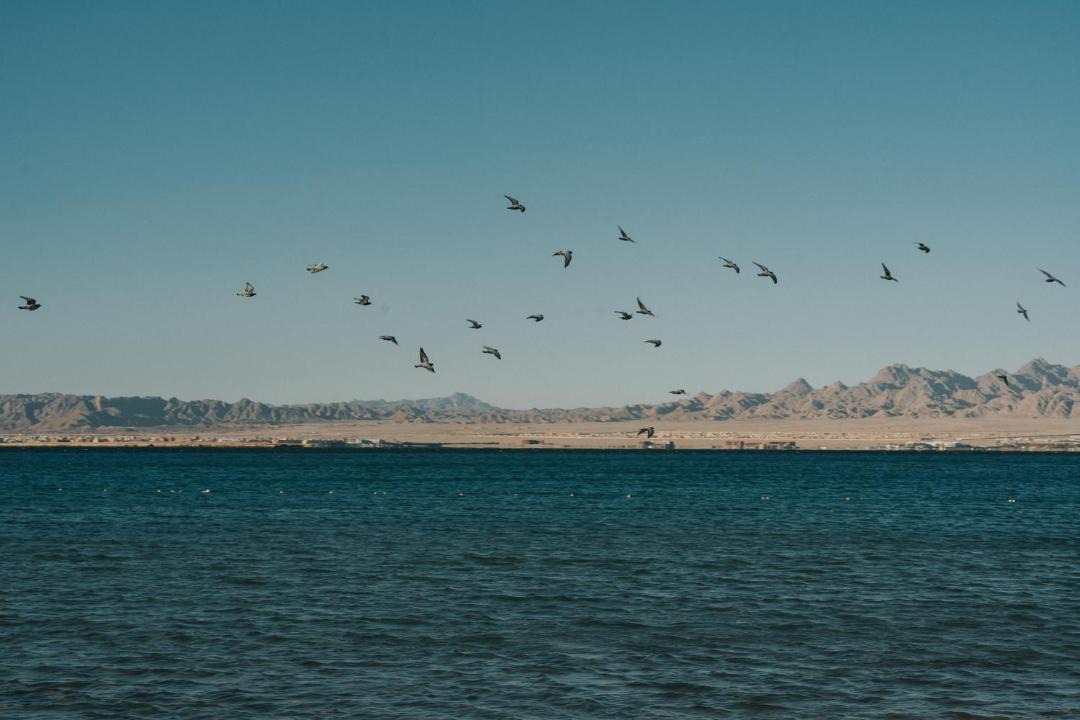 Photo of Others in Soma Bay