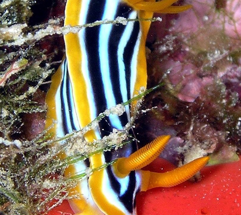 Photo of Others in Soma Bay