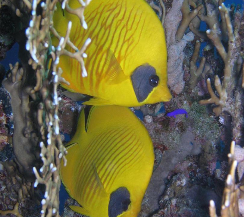Photo of Others in Soma Bay