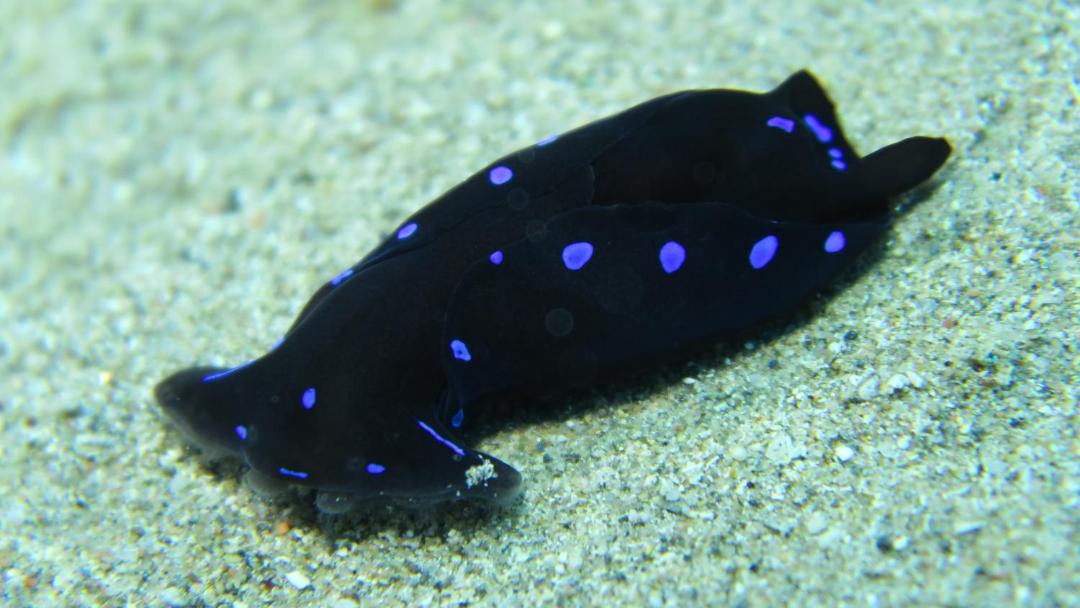 Photo of Others in Soma Bay