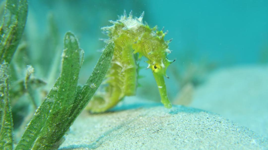 Photo of Others in Soma Bay