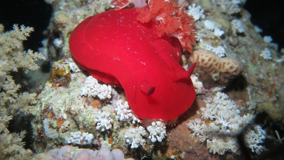 Photo of Others in Soma Bay