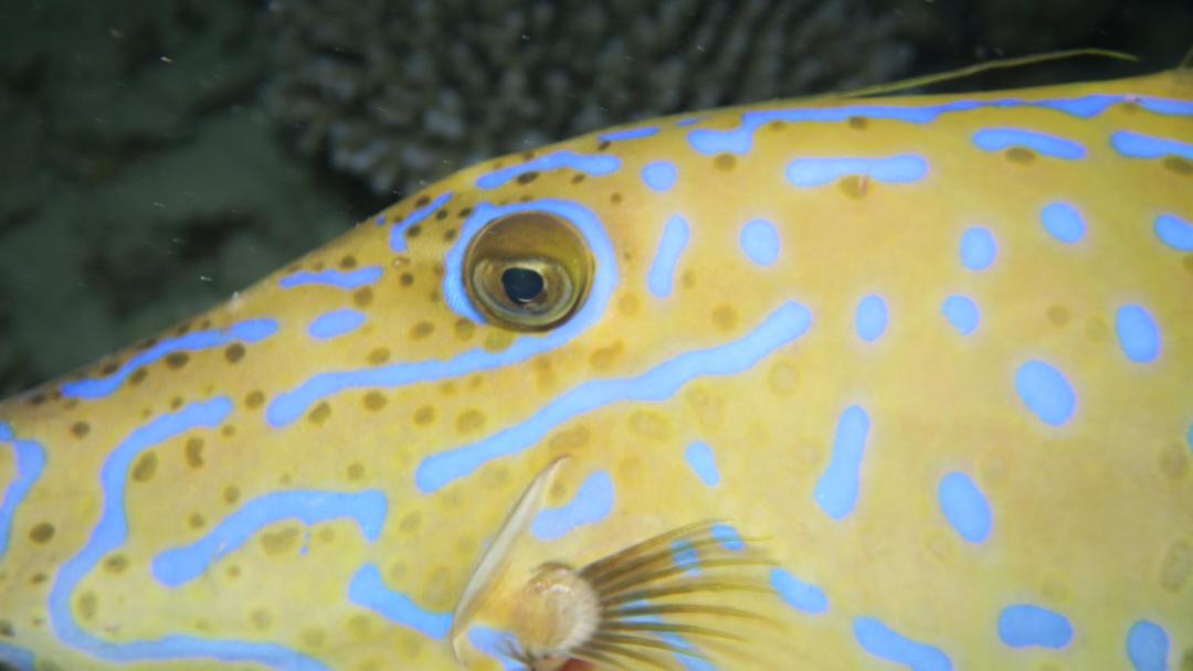 Photo of Others in Soma Bay