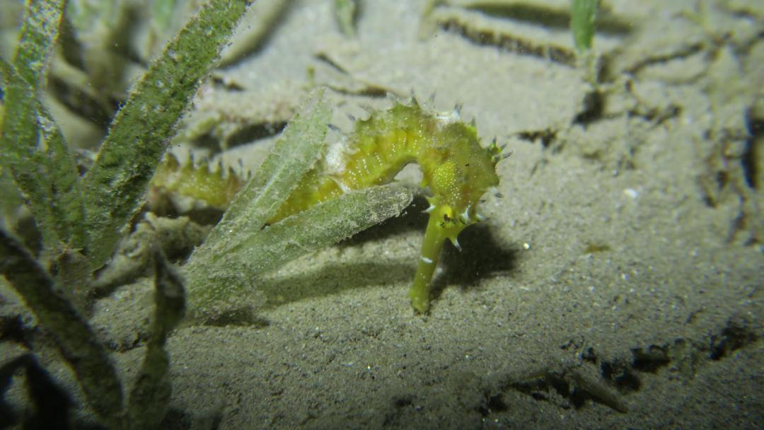 Photo of Others in Soma Bay