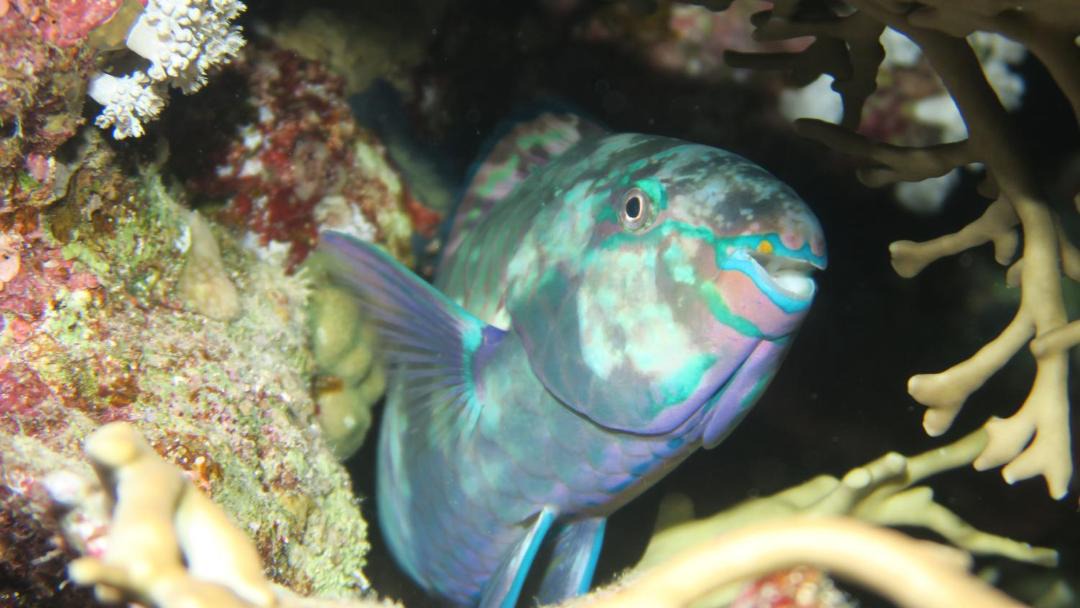 Photo of Others in Soma Bay