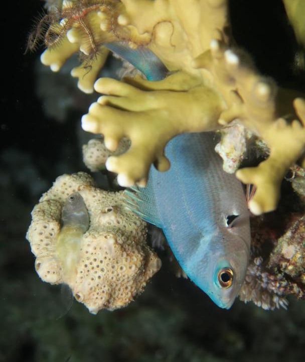 Photo of Others in Soma Bay