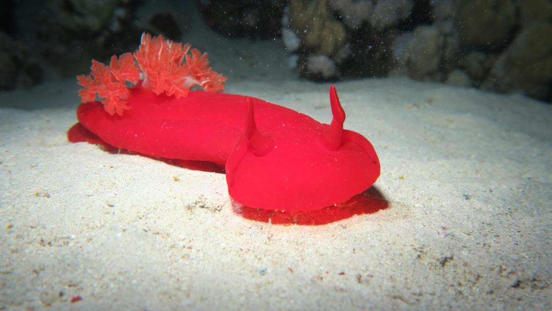 Photo of Others in Soma Bay