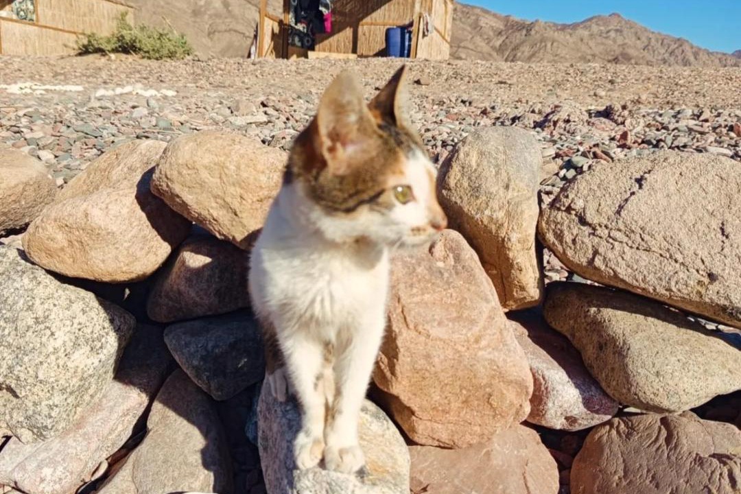 Photo of Others in Dahab