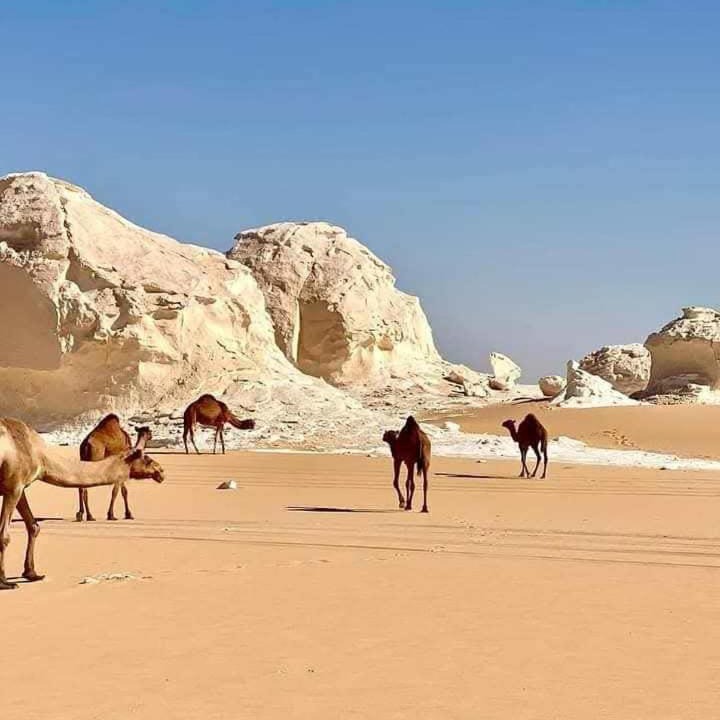 Photo of Others in Bawati