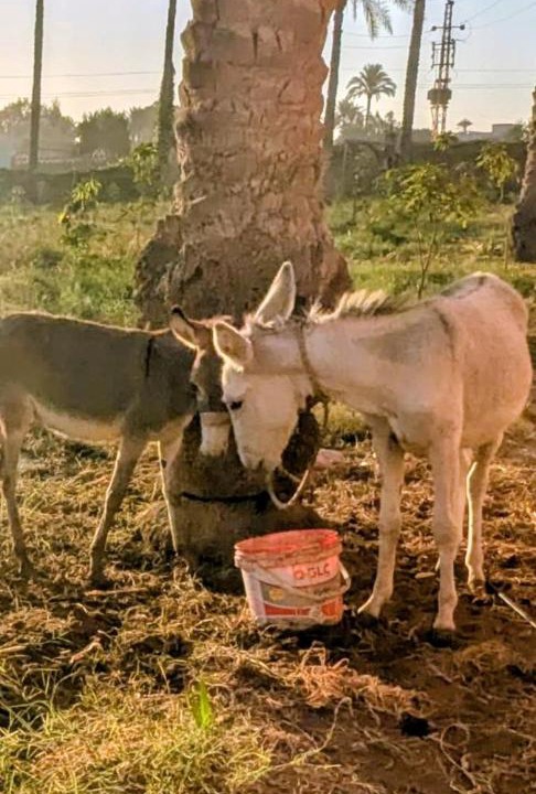 Photo of Others in Kirdasah