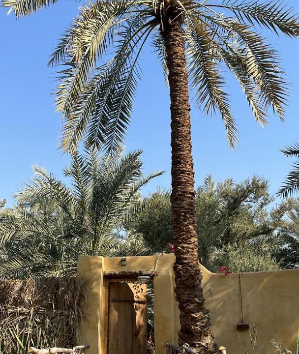 Photo of Others in Siwa