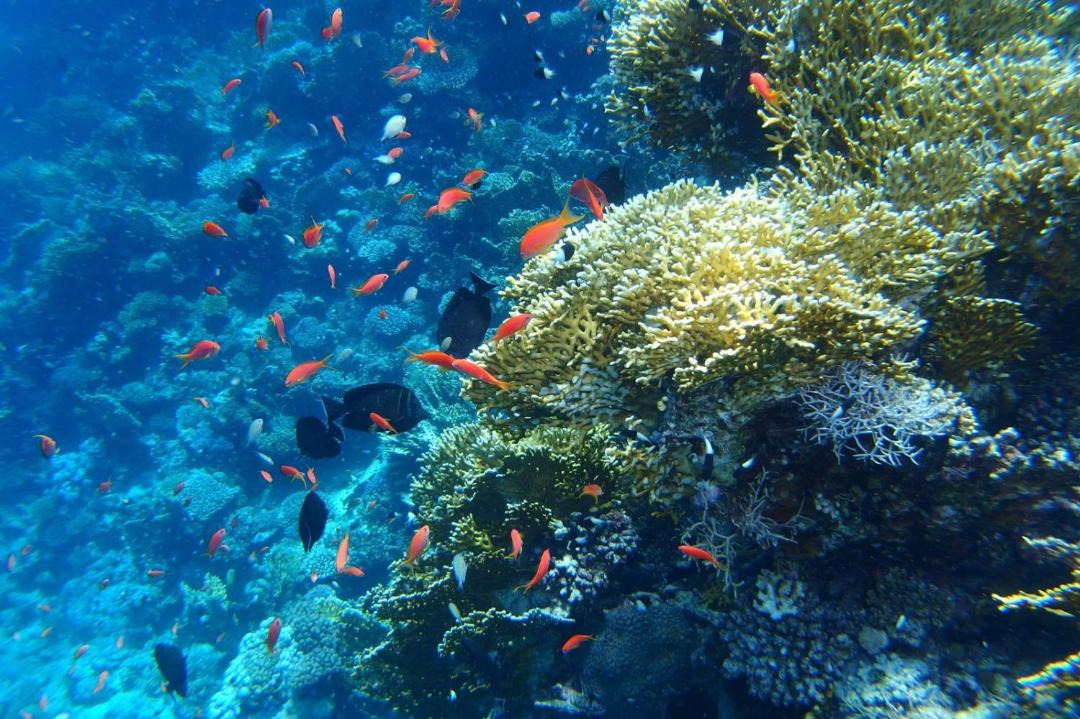 Photo of Others in Marsa Alam
