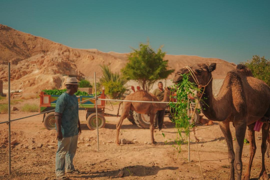 Photo of Others in Dahab