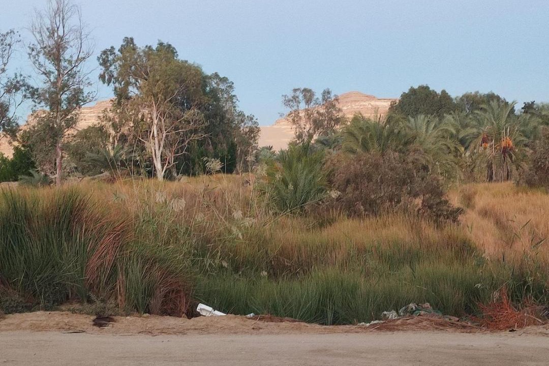 Photo of Others in Siwa