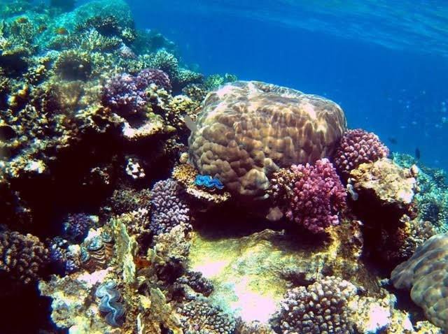 Photo of Others in Makadi Bay
