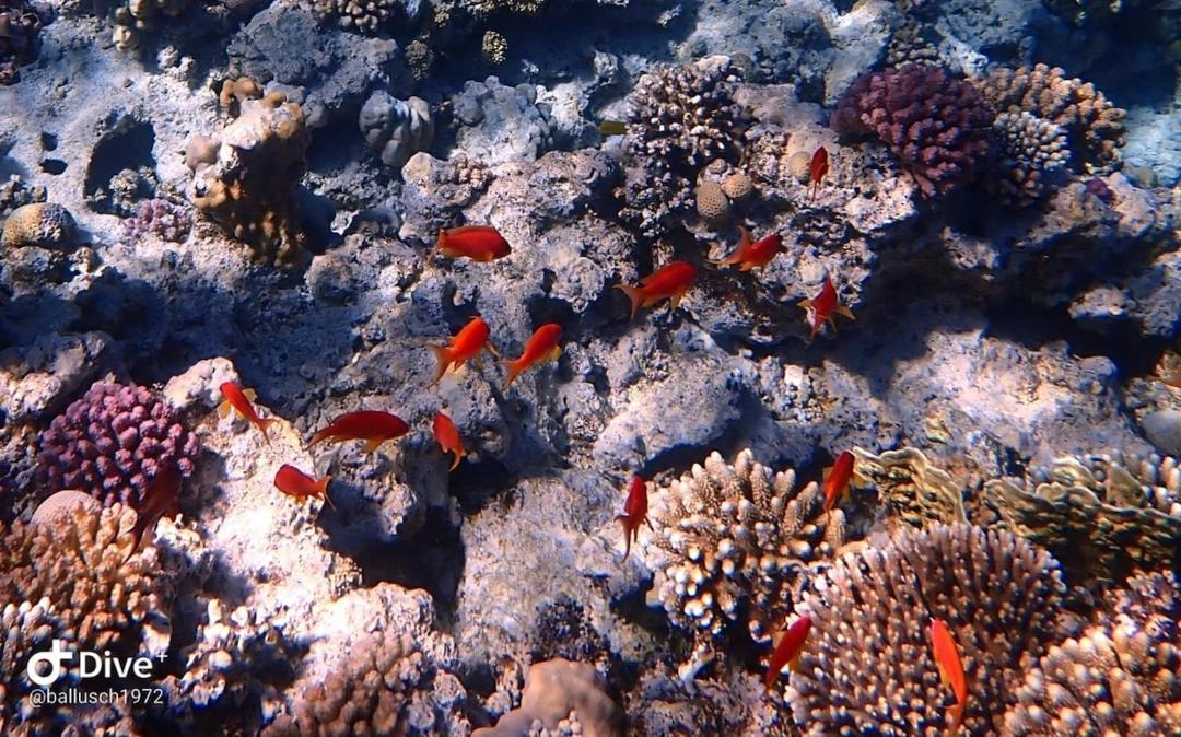 Photo of Others in Makadi Bay