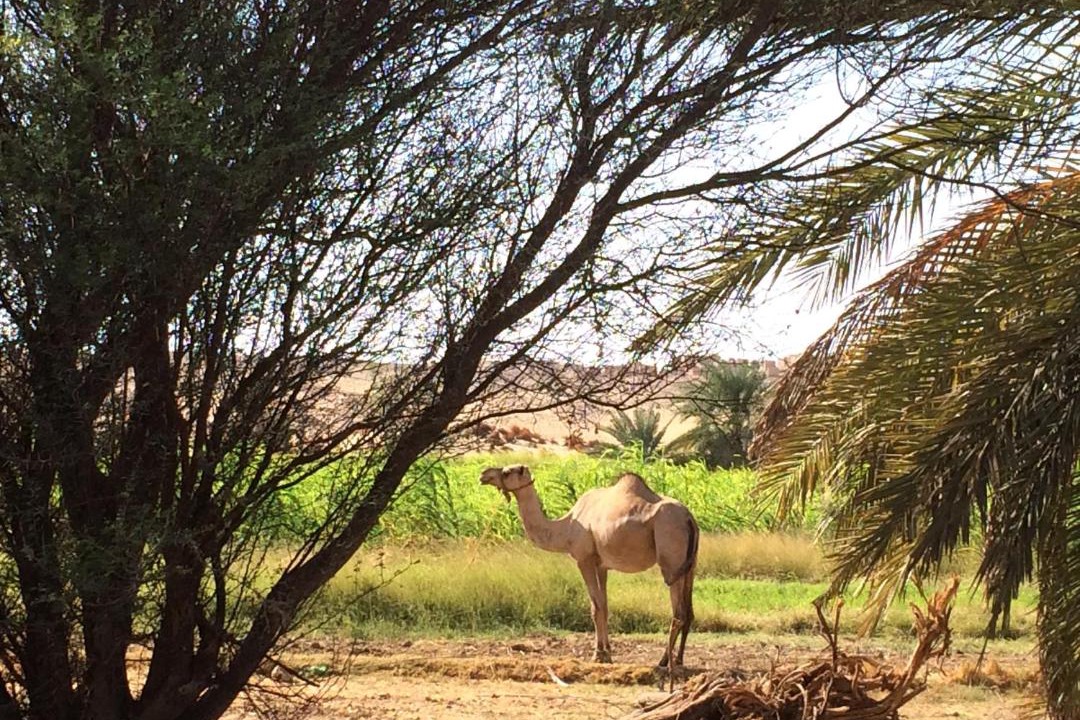 Photo of Others in Al Kharijah