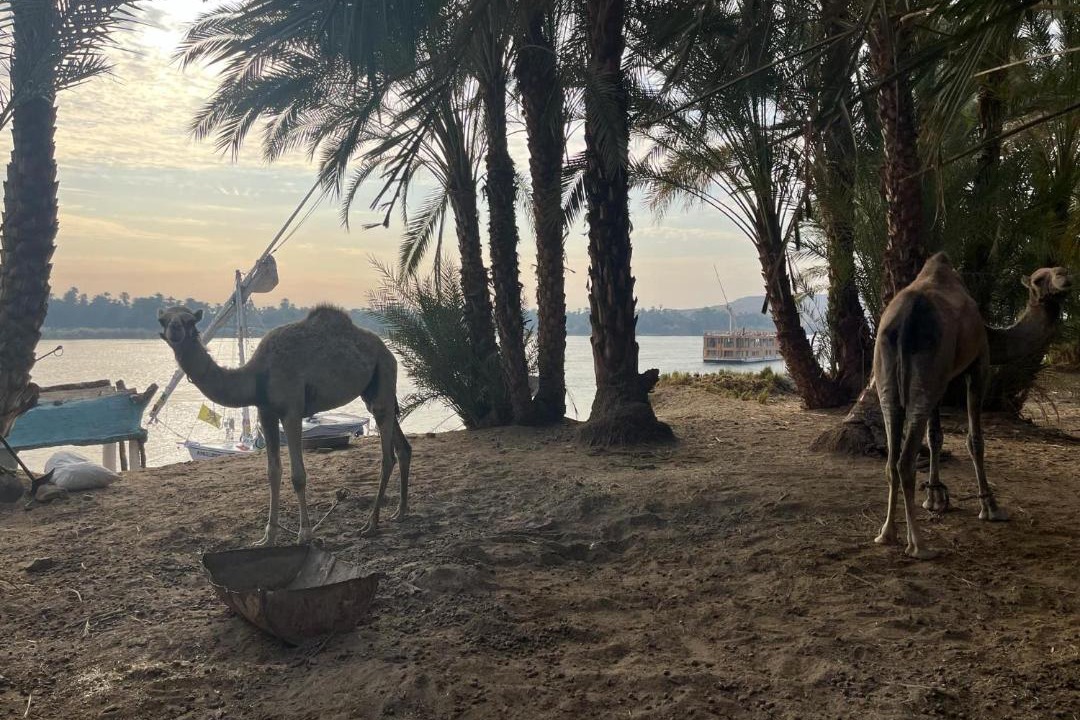 Photo of Others in Aswan