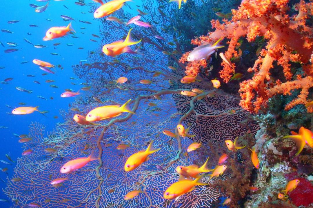 Photo of Others in El Gouna