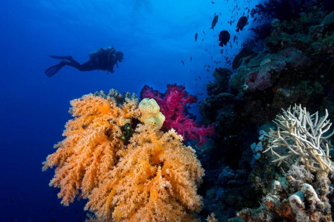 Photo of Others in El Gouna