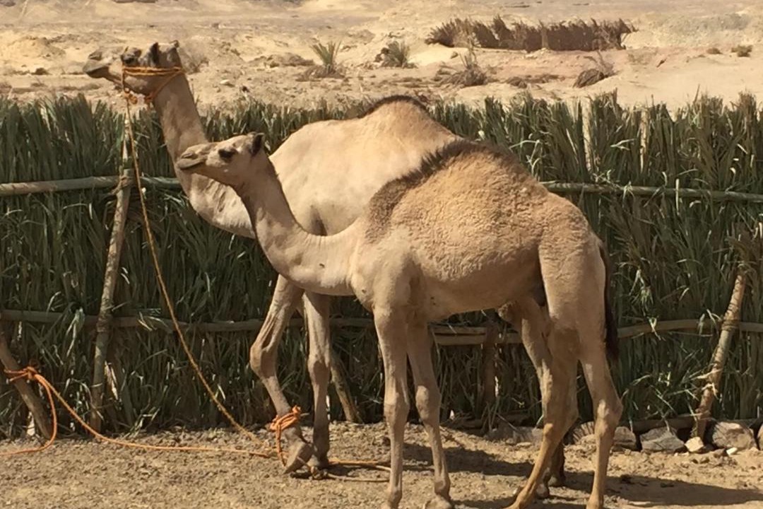 Photo of Others in Al Kharijah