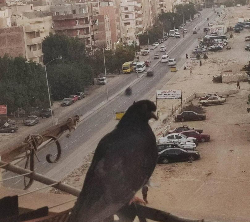 Photo of Others in 6th of October City