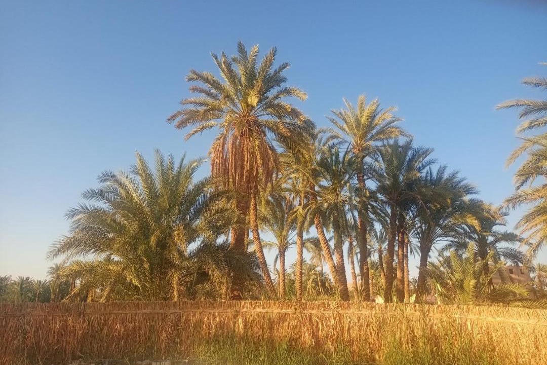 Photo of Others in Siwa
