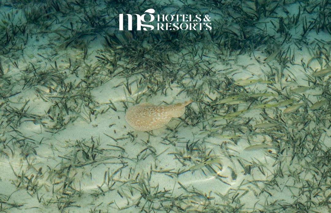 Photo of Others in Marsa Alam