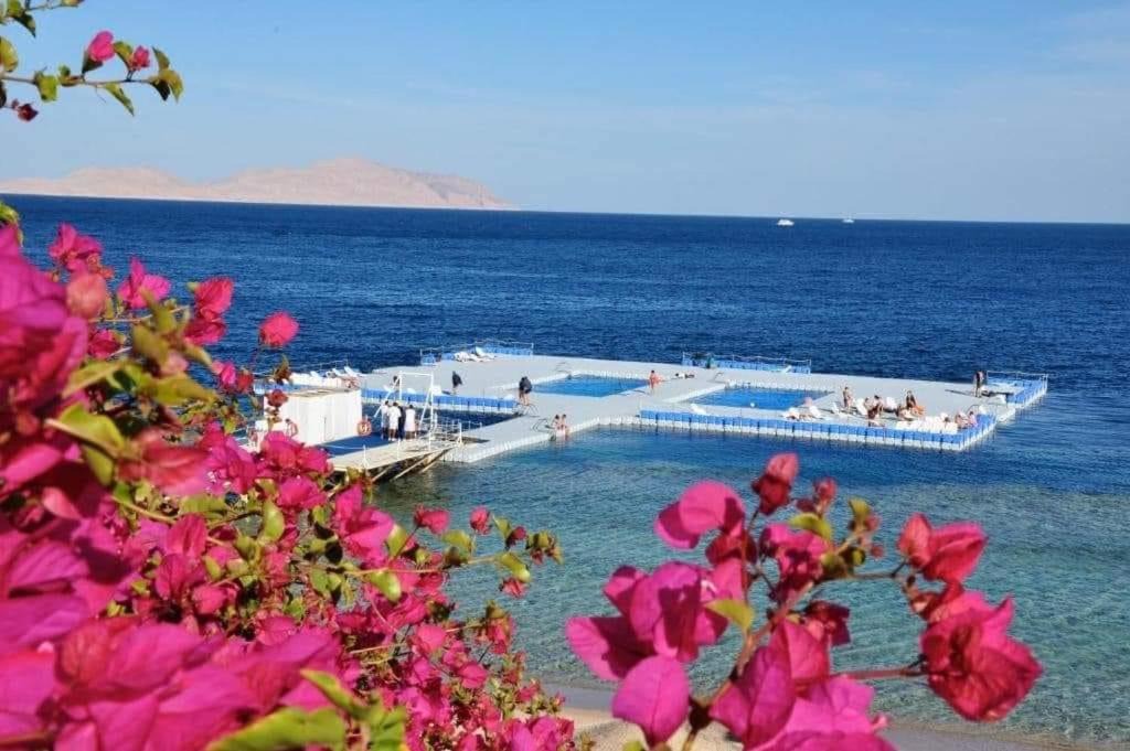 Photo of Others in Sharm El Sheikh