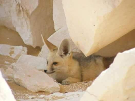 Photo of Others in Bawati