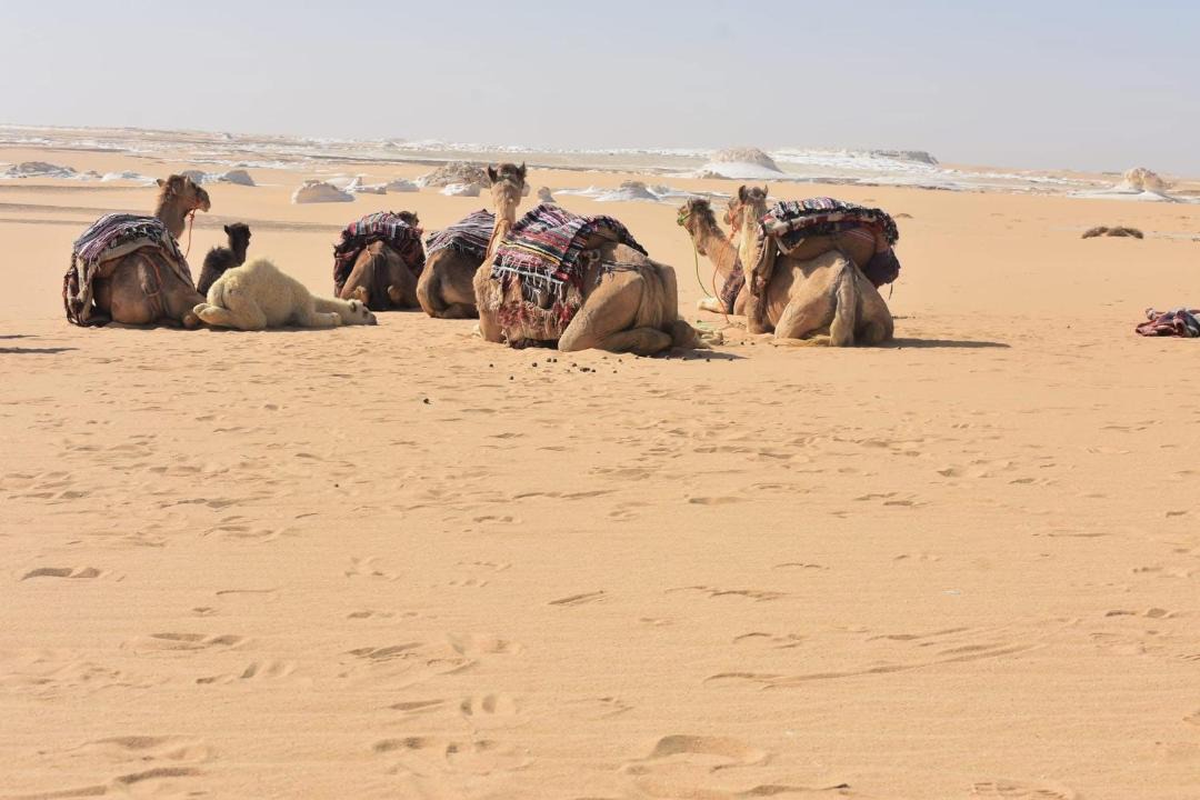 Photo of Others in Qasr al Farafirah