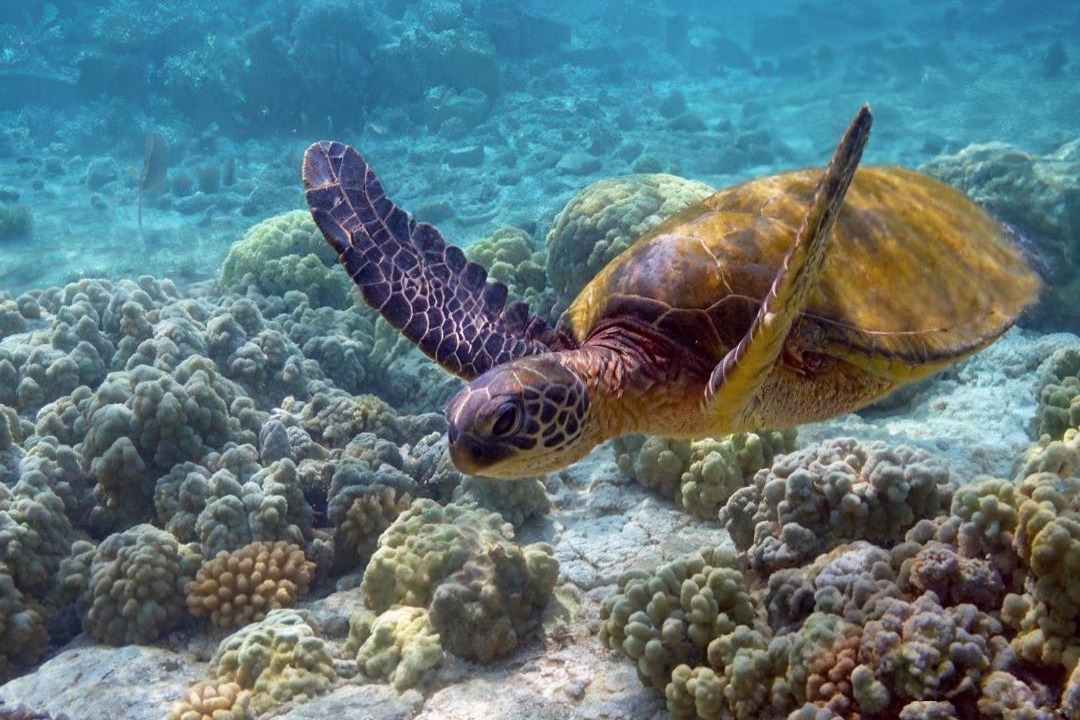 Photo of Others in Marsa Alam