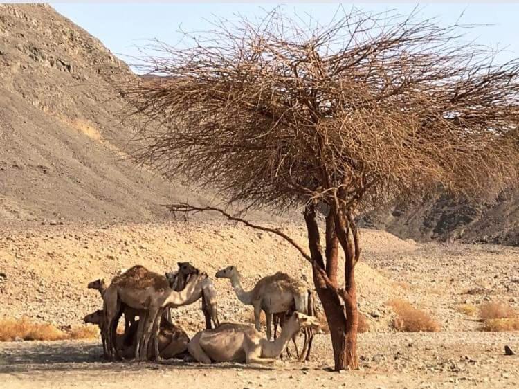 Photo of Others in Marsa Alam