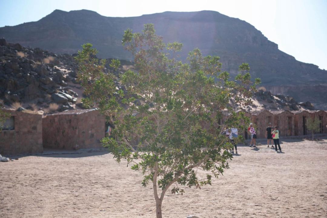 Photo of Others in Abu Zenima