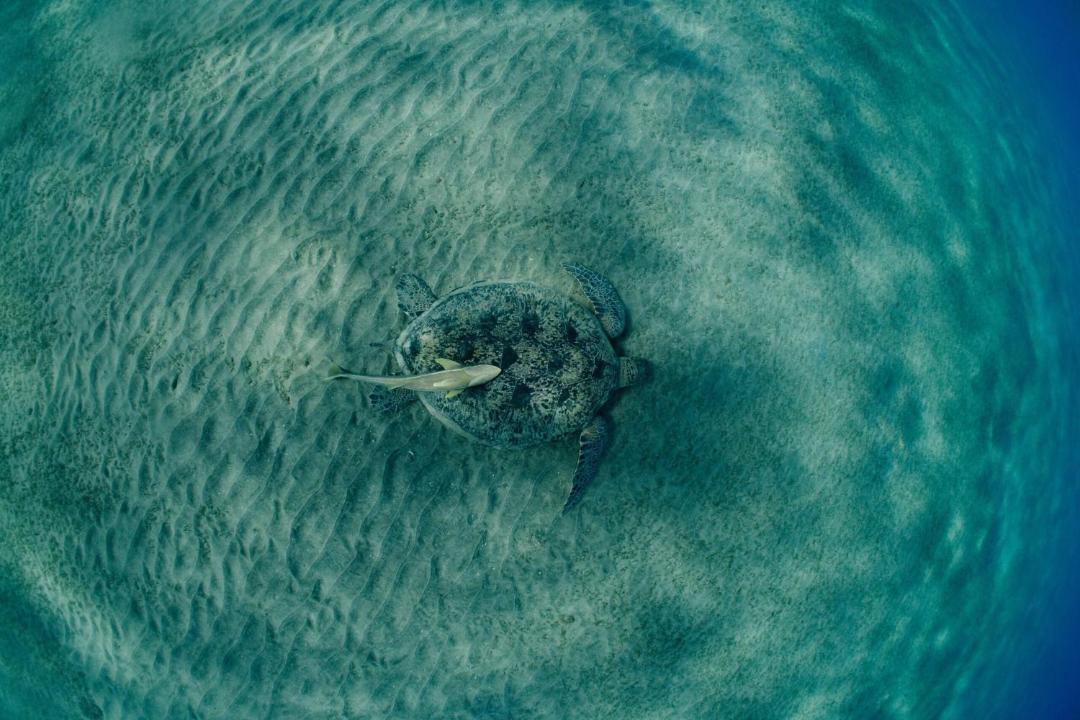 Photo of Others in Marsa Alam