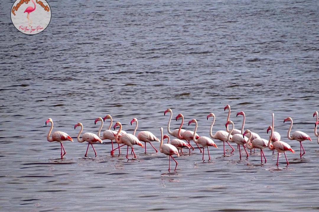 Photo of Others in Al Fayoum