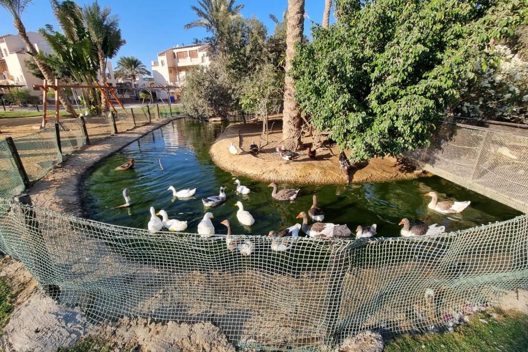 Photo of Others in Zafarana