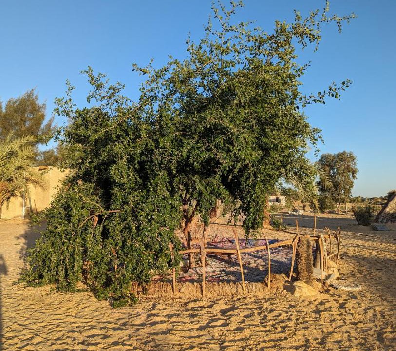 Photo of Others in Siwa
