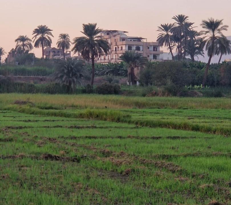 Photo of Others in Luxor