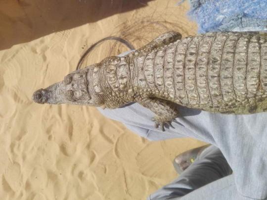Photo of Others in Aswan