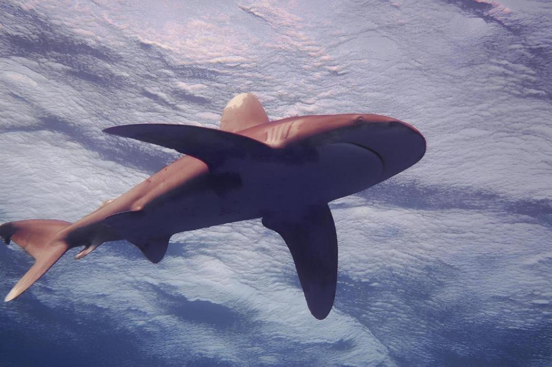 Photo of Others in Marsa Alam