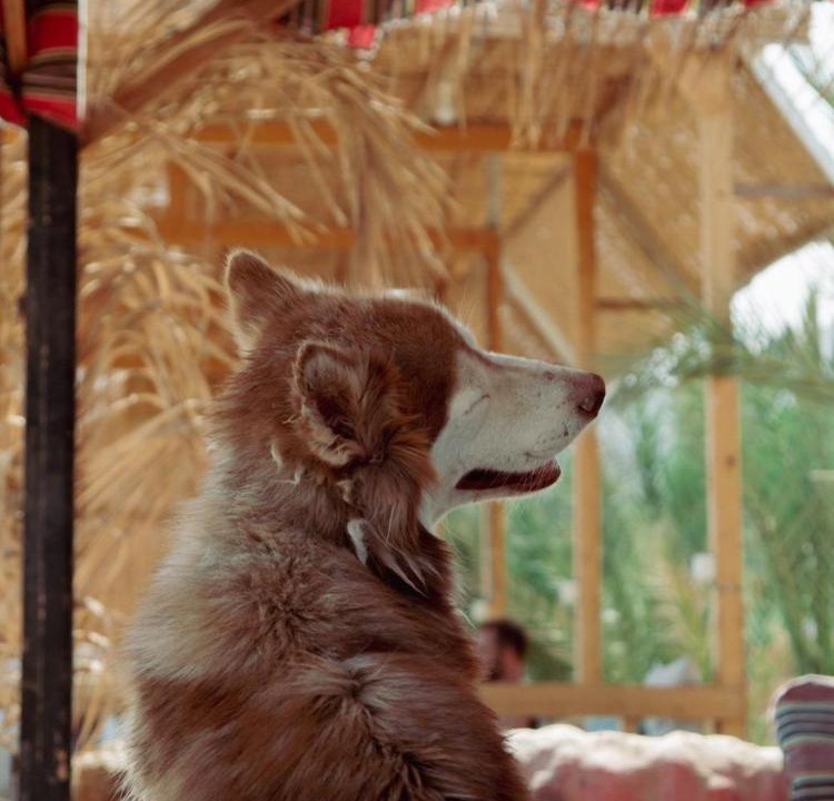 Photo of Others in Nuweiba